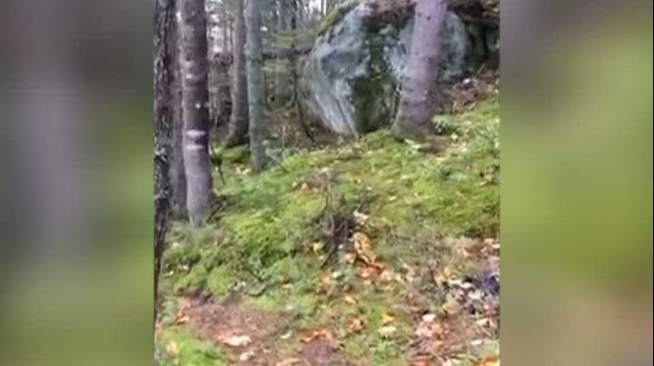 Fenomen incredibil într-o pădure: Pământul respiră! Imagini ireale