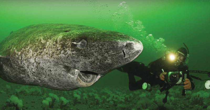 Monstrul marin din Atlantic. Descoperire uluitoare: are 512 ani. Cea mai bătrână vertebrată din lume