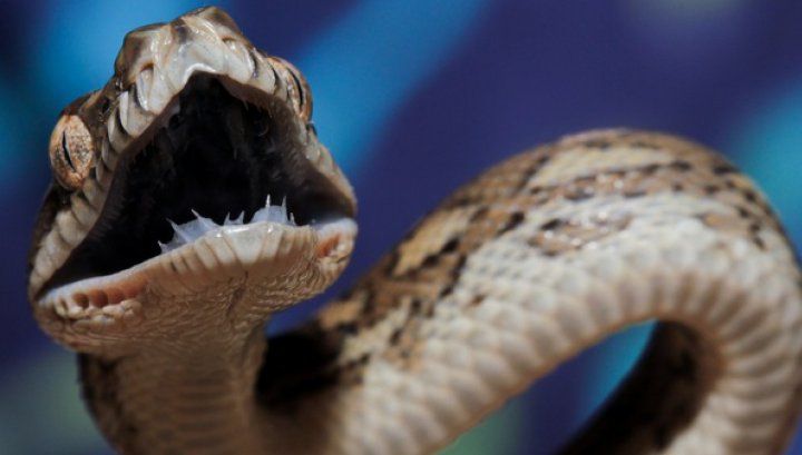 Muşcat de şarpele veninos, şi-a înfipt dinţii în mâna soţiei, pentru a muri împreună. Şoc ce a urmat