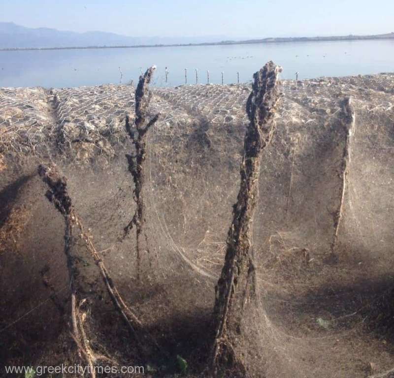 Halucinant: malurile unui lac, acoperite în întregime de o pânză de păianjen GIGANT 