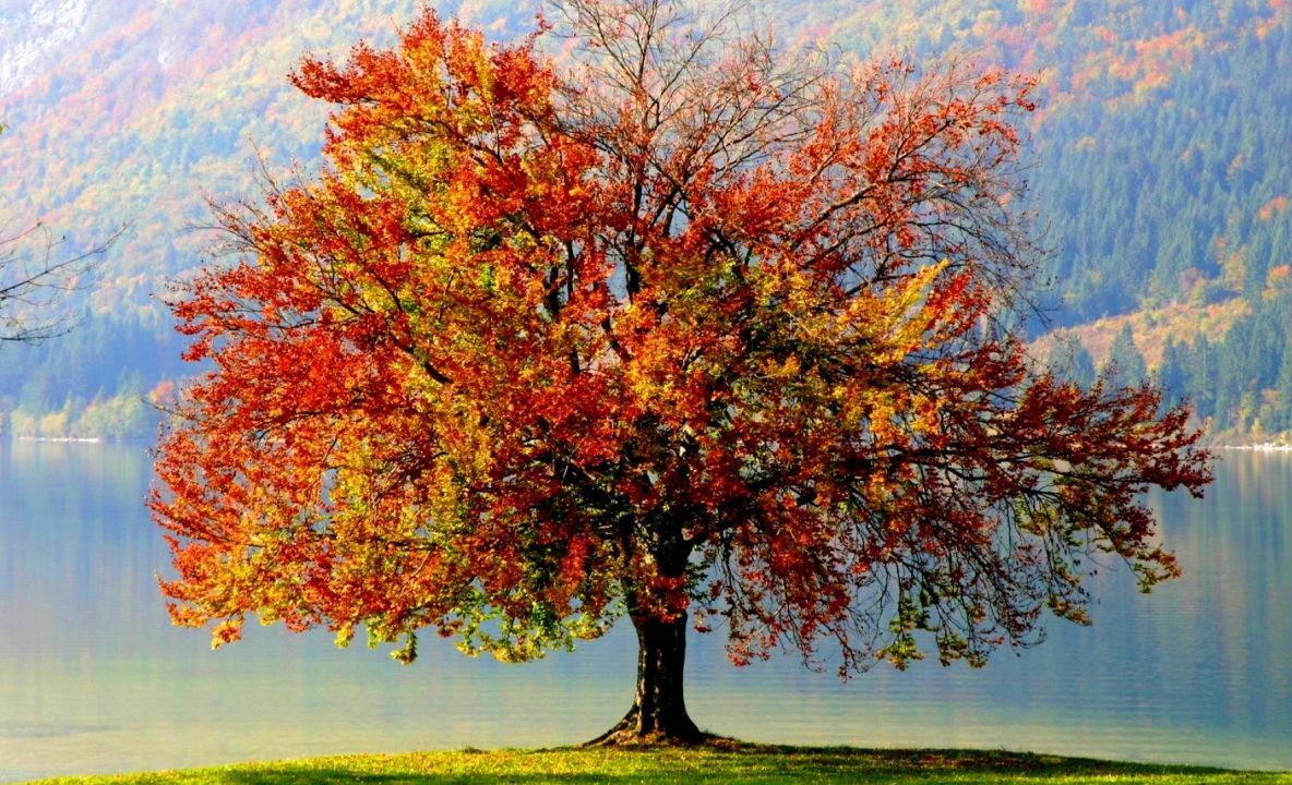 Prognoza meteo. Anunţ de ultimă oră: Cum va fi vremea în următoarele zile?