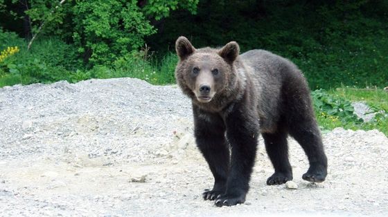 România. Încă un urs a fost omorât. Cum s-a întâmplat aşa ceva 