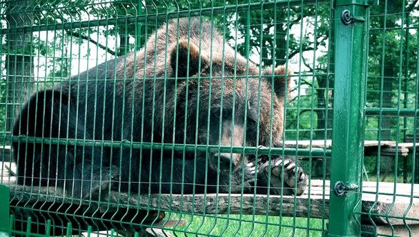 Teribilism dus la extrem! Muşcaţi de URS la Zoo, după ce au vrut să facă un selfie cu animalul