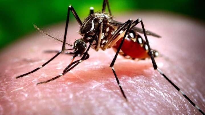 Autoritățile, în alertă: Țânțarii care provoacă virusul West Nile au fost depistați în 4 sectoare. Care sunt simptomele infectării