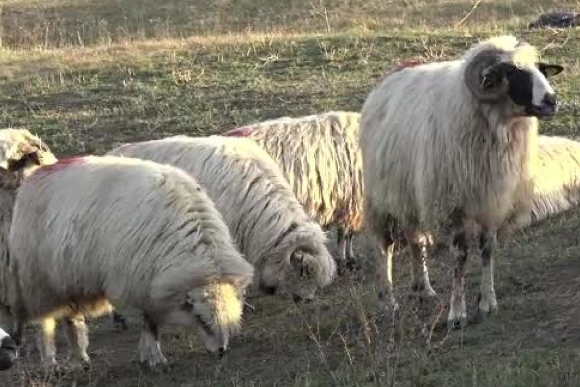 După pestă, vine "boala oii nebune": Cinci focare, descoperite în județul Sibiu
