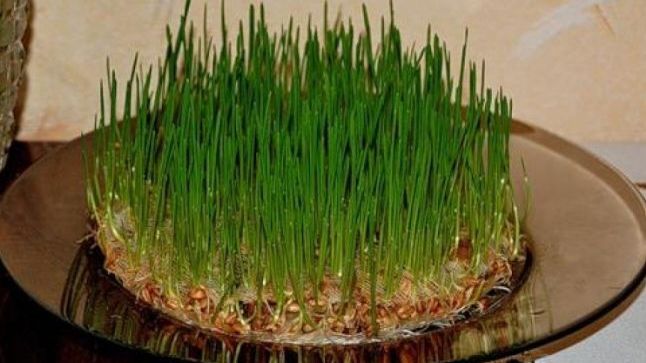 Sfantul Andrei. Când trebuie să punem, de fapt, grâul la încolţit