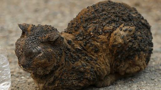 Impresionant! Sute de animăluţe, salvate din incendiul devastator din California