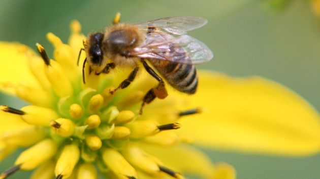 Ce ar putea duce la dispariţia vieţii pe Pământ? Este mai grav decât ne imaginăm!