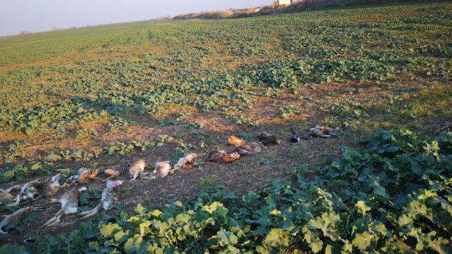 DEZASTRU premeditat. Zeci de animale OTRĂVITE, zac pe un câmp. Cine este responsabil? 