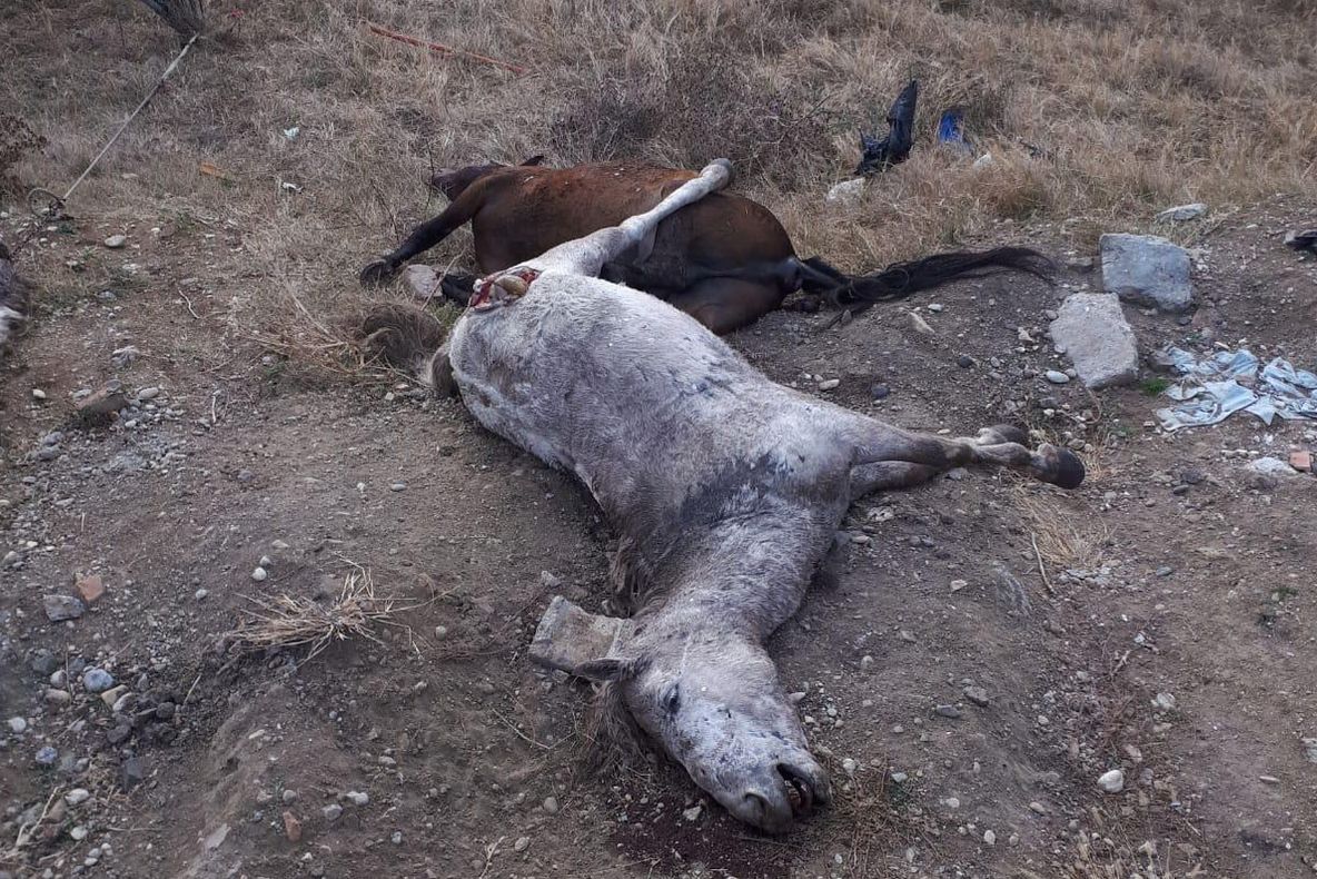 Trei cai morți aruncați pe un câmp din Arad. Ar fi vorba despre un transport ilegal