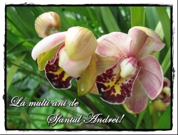 Sfântul Andrei  - Peste 800.000 de români își sărbătoresc ziua onomastică