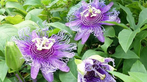 Floarea patimilor, plantă de leac la toate popoarele lumii. Remediu pentru zeci de boli