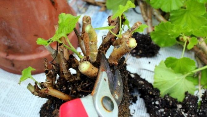 Cum se păstrează muşcatele peste iarnă