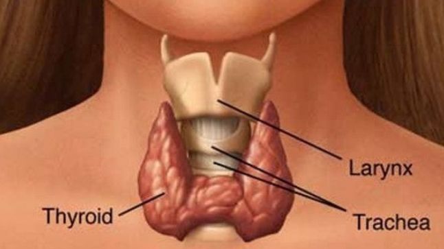 Ce rol au glandele endocrine