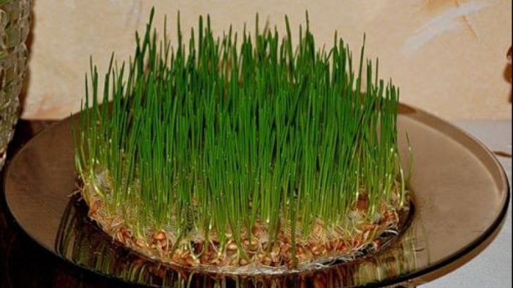 Cum se pune corect grâul la încolţit. Greşeala pe care toată lumea o face