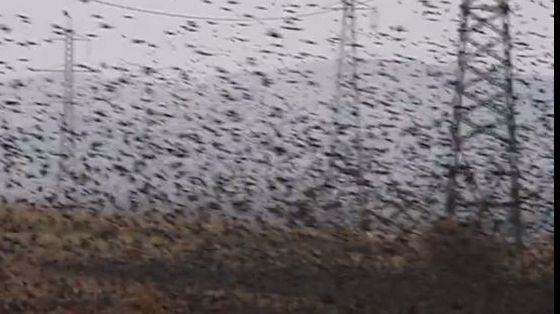 IMAGINEA ZILEI. Un stol cu mii de păsări, o "ceaţă neagră" pe străzile din România 