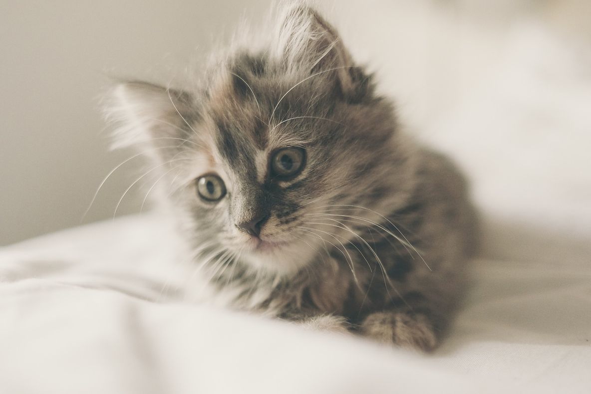 Black Friday azi la TeamDeals. Cele mai bune oferte la lenjerii de pat, pilote și pături