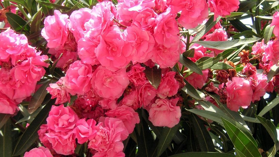 Planta minunata pe care o ai acasă şi care te OTRĂVEŞTE. Tu ştii ce flori ai?