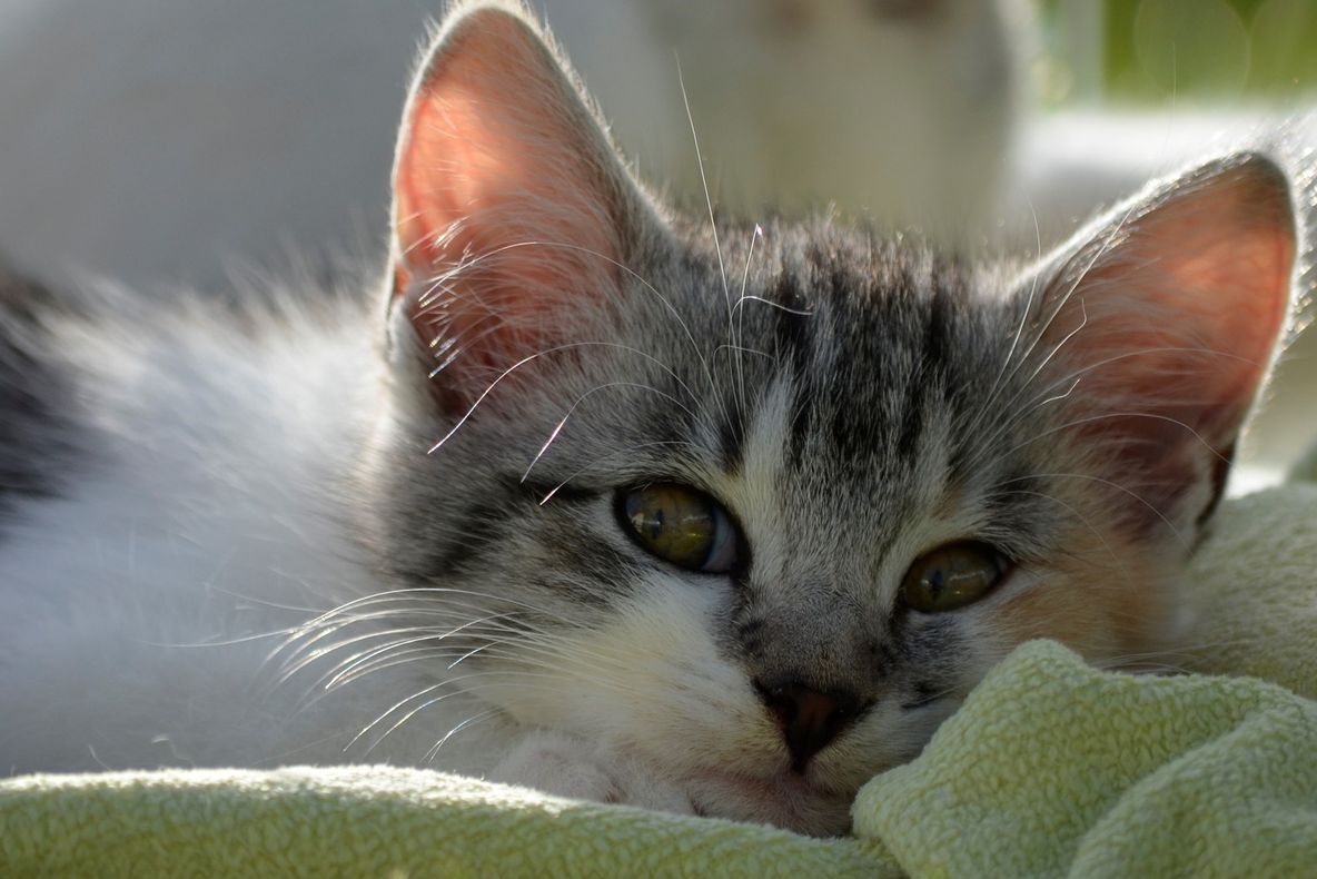 Învinge frigul cu stil. TOP 10 oferte la pilote, pături călduroase și lenjerii de pat 