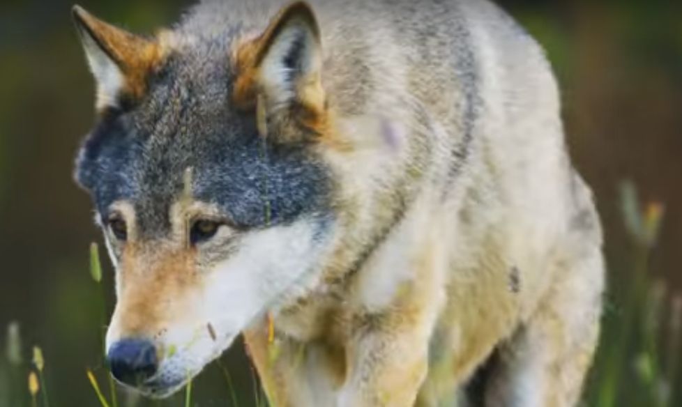 FALS. ”Ultimii lupi ai Europei” din clipul guvernului nu sunt ultimii și sunt ”furați” din Norvegia 