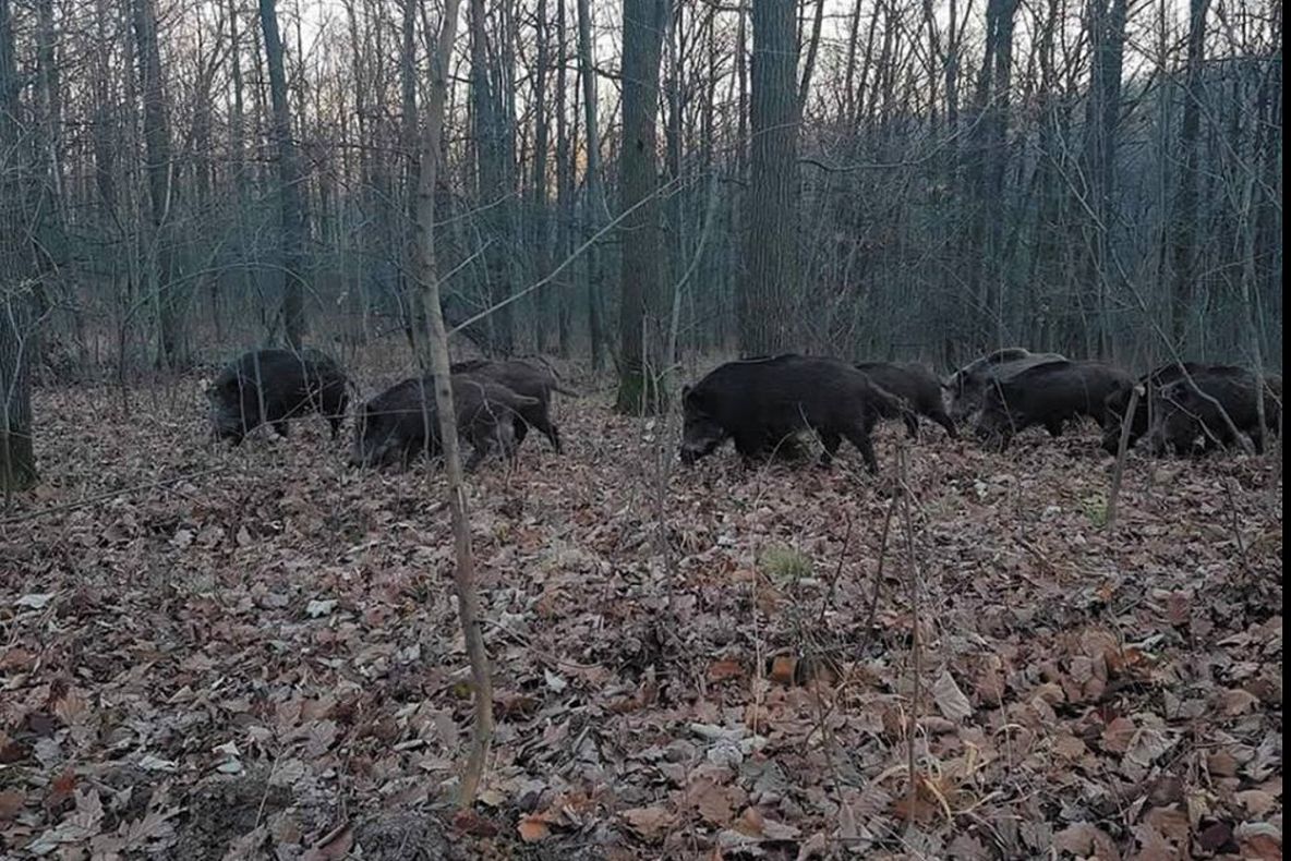 Liber la vânătoarea de mistreți și șacali în Rezervația Biosferei Delta Dunării