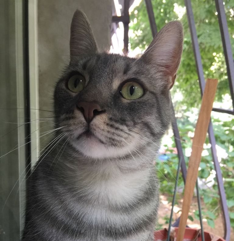 Pisica, detector al sănătăţii... mintale. Este ULUITOR