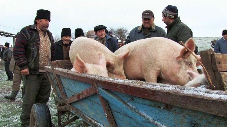 Localnicii din Rusănești, revoltați. Cer măsuri care să limiteze răspândirea pestei din Teleorman