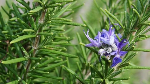 Planta miraculoasă a Crăciunului. Nu trebuie să lipsească de pe masa de sărbători