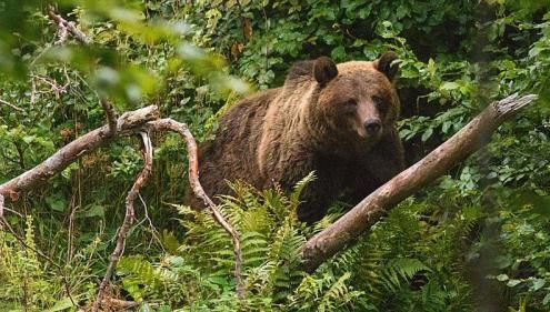 Un bărbat a fost atacat de urs, în judeţul Argeş