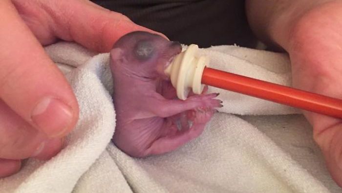 A găsit un pui nou-născut. Nu ştia ce era. L-a crescut în casă şi s-a transformat în ceva şocant