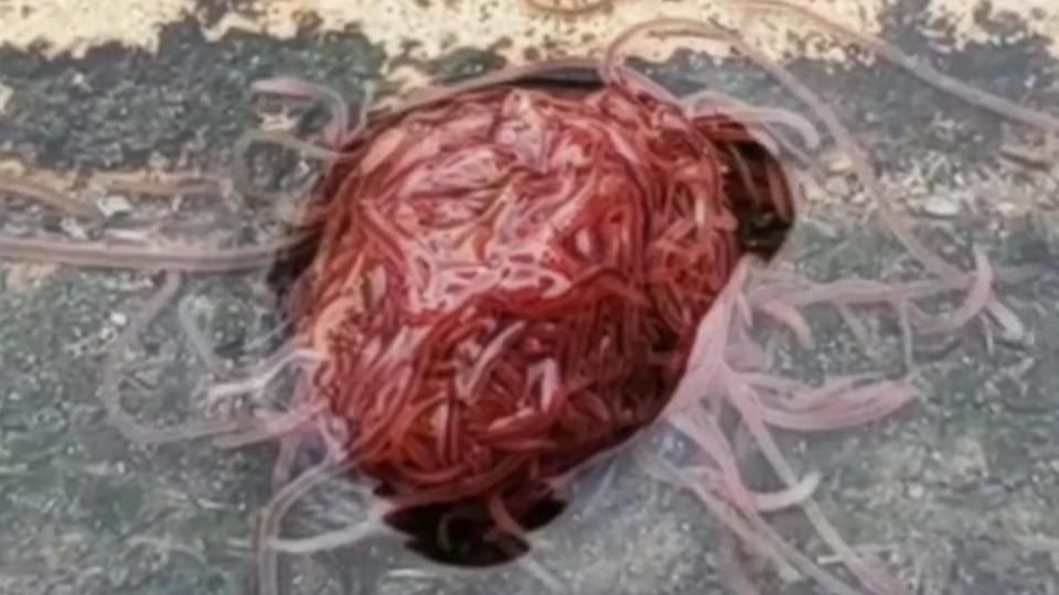 O masă de viermi care seamănă cu un creier uman i-a apărut în grădină