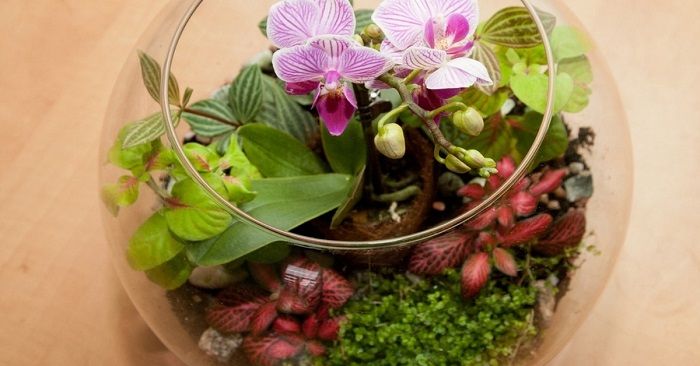 Cea mai bună metodă de plantare a orhideelor în casă. Rezultatul este spectaculos