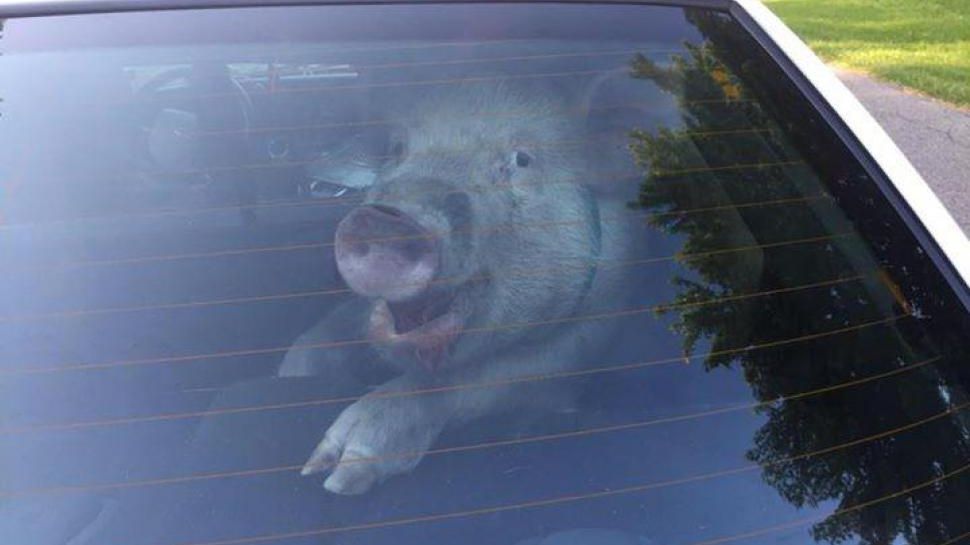 Cum pot transporta giurgiuvenii din zonele fără restricții porcul de Crăciun