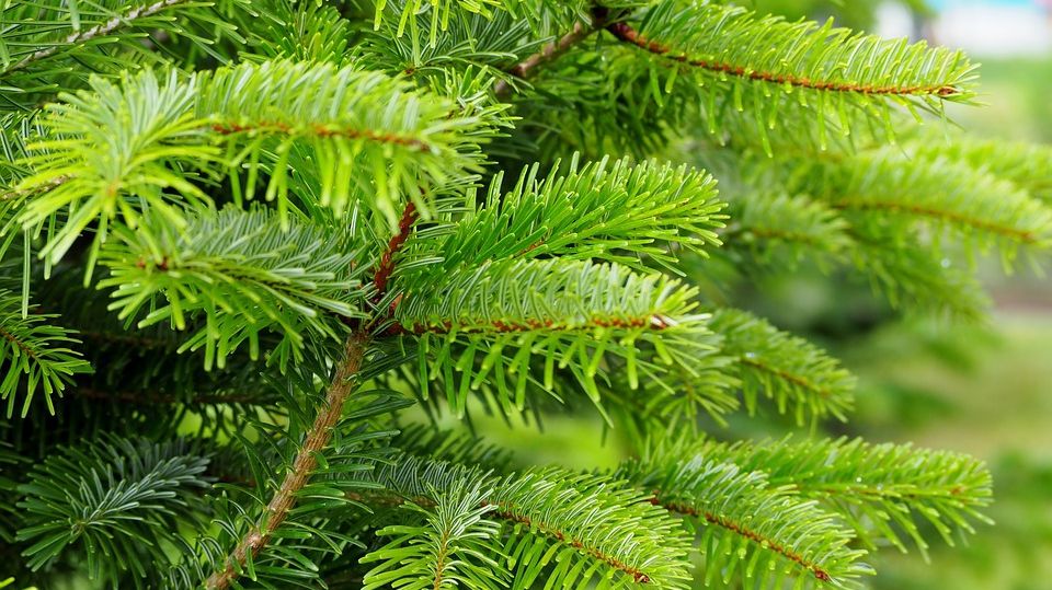 Cum să ții bradul de Crăciun verde pentru mult timp 