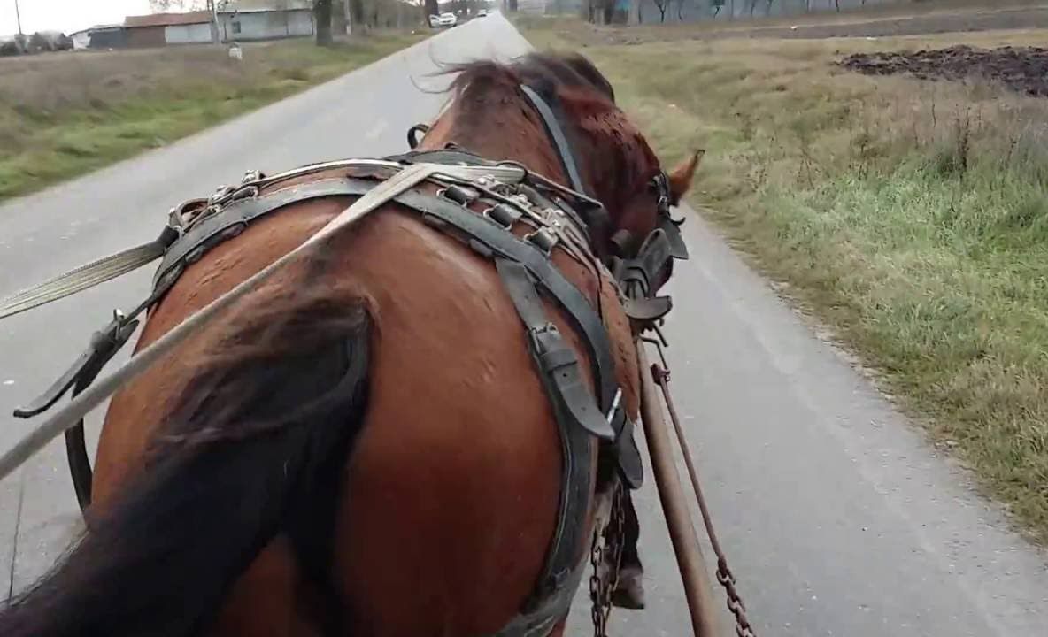 IMAGINI ŞOCANTE. Un bărbat din Olt a omorât cu cruzime un cal, pentru că nu mai putea să care