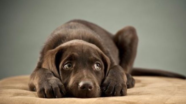 Artificii, petarde, zgomot puternic. Ce trebuie să facem cu animalele de companie în această perioadă