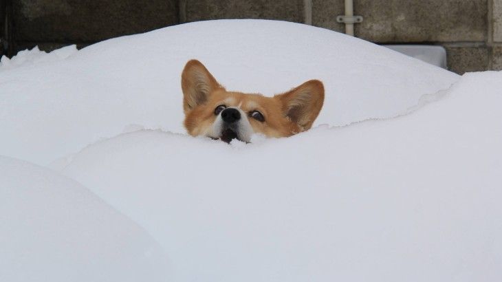 De ce nu îngheață lăbuțele câinilor?