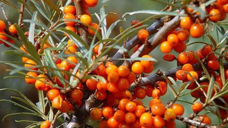 Cătina, alimentul miraculos. Știi însă cât de periculoasă este? O mai consumi?