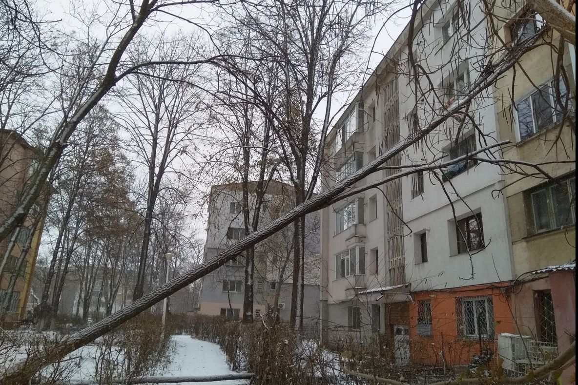 Copac prăbuşit peste un bloc din Iași