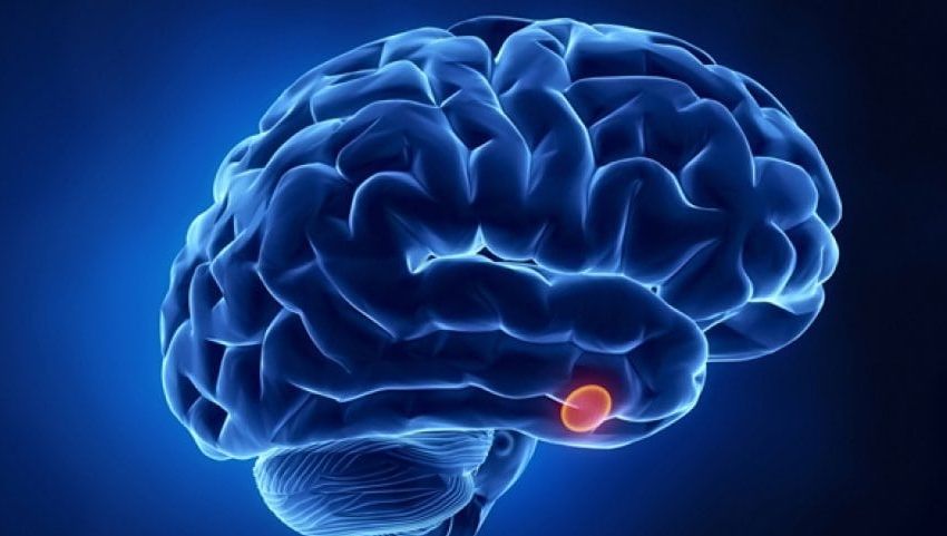 Ce rol are hipofiza în organismul nostru?