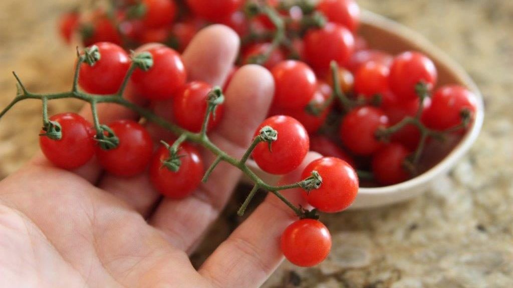 Adevărul despre roşiile cherry. Ce sunt de fapt. Mai cumperi?