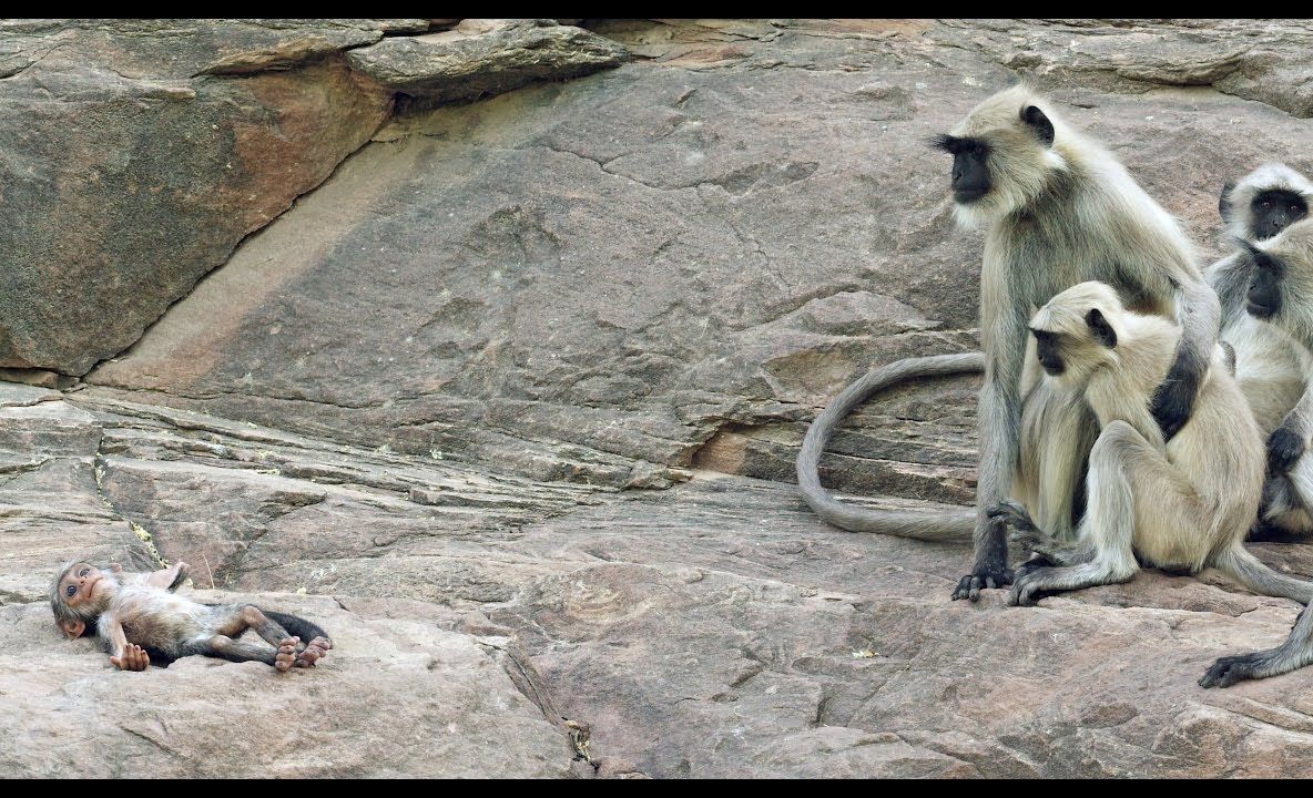 Au mâncat carne de maimuță și au suportat consecințele