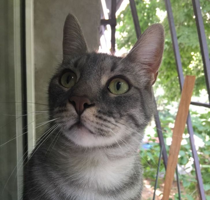 Pisica, detector al sănătăţii... mintale