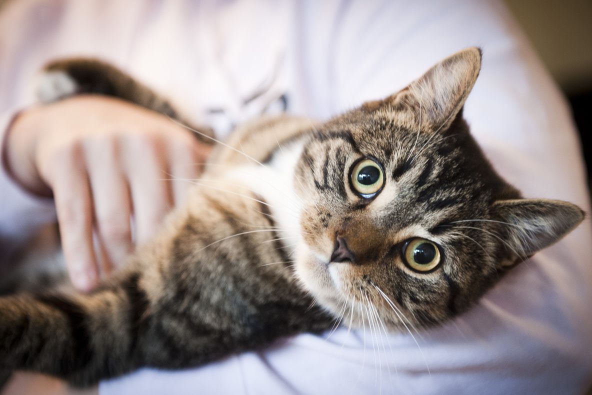 Ce fac toți iubitorii de pisici în SECRET. E destul de ciudat, dar nu se pot abține!