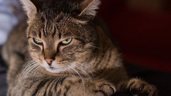 La ce sunt bune pisicile? În niciun caz la prins șoareci. Ce spun cercetătorii 