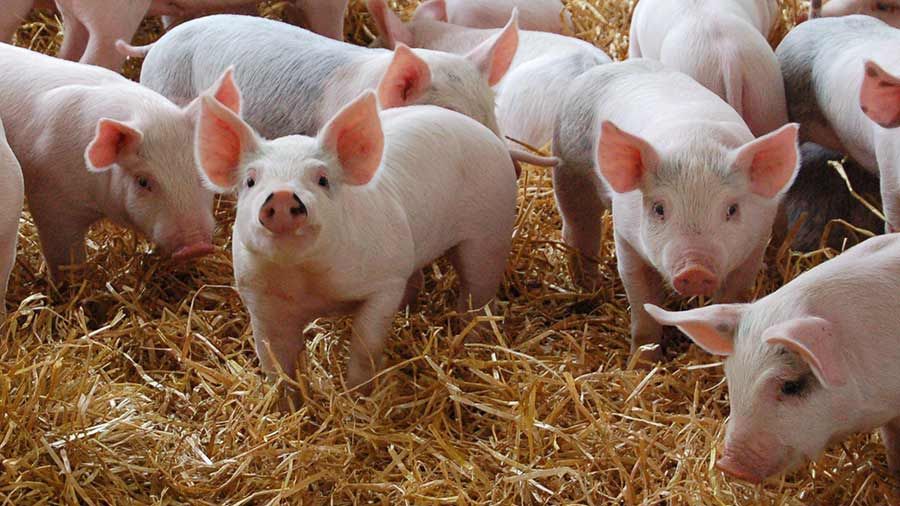 Pestă porcină africană confirmată într-o altă comună din Olt