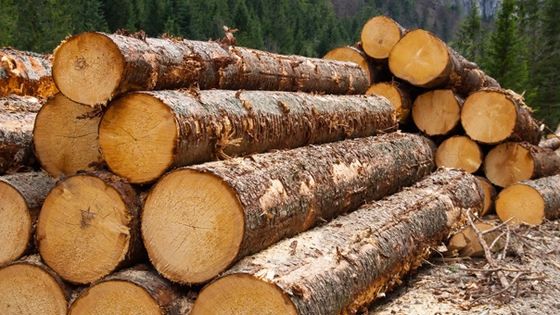 Romsilva minimalizează gravitatea situaţiei defrişărilor prezentate de BBC în România 