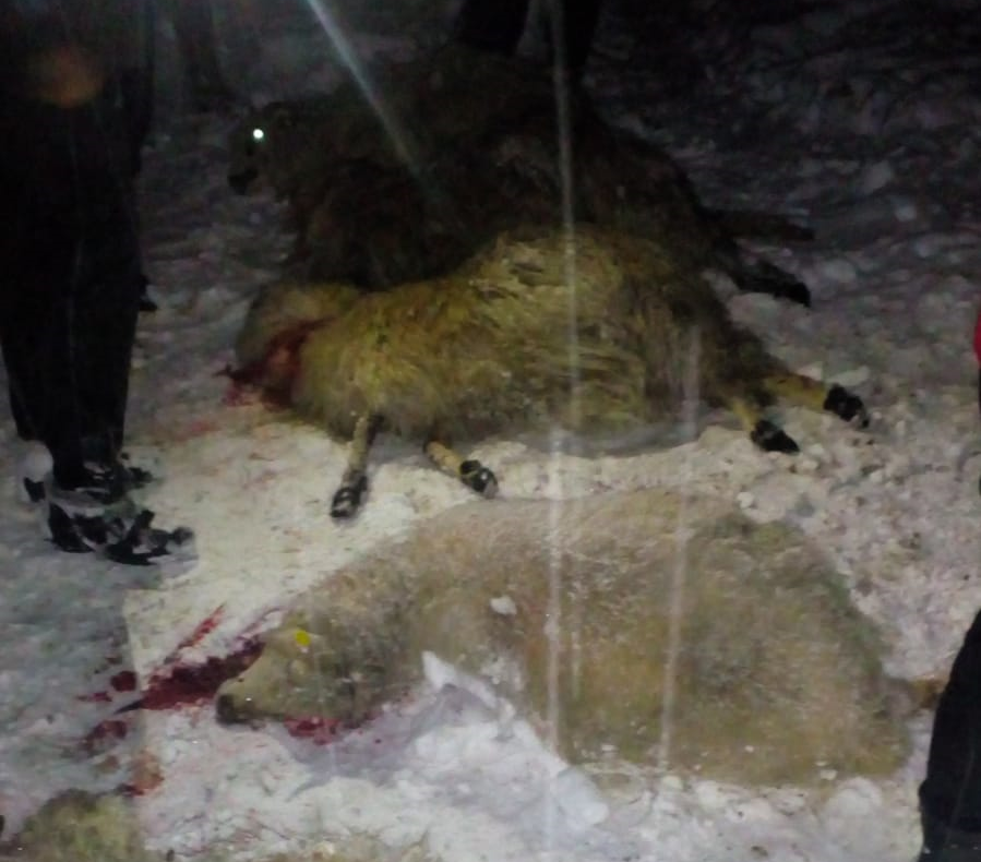 Un acoperiş s-a prăbuşit sub greutatea zăpezii peste 100 de oi