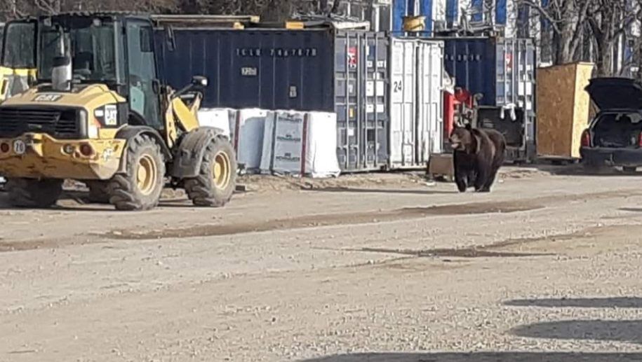 Avertizare trimisă prin sistemul RO-ALERT: Urs liber!