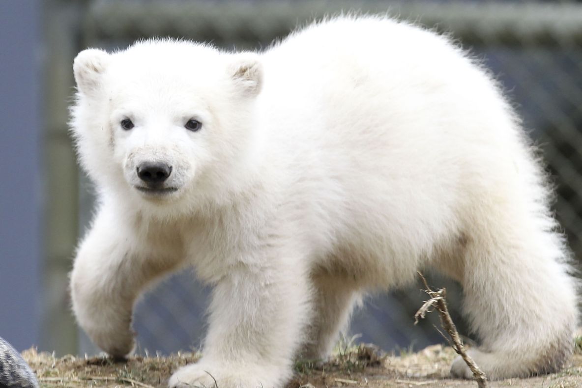 Pui de urs polar născut în capitivitate. Imagini incredibile 